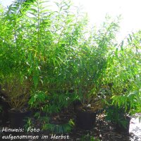 Drachen-Weide 100-125cm