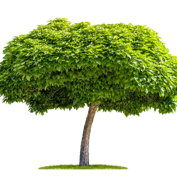 Kugel-Trompetenbaum Nana Hochstamm | 8-10cm Stammumfang mB