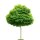 Kugel-Akazie Umbraculifera Hochstamm | 8-10cm Stammumfang