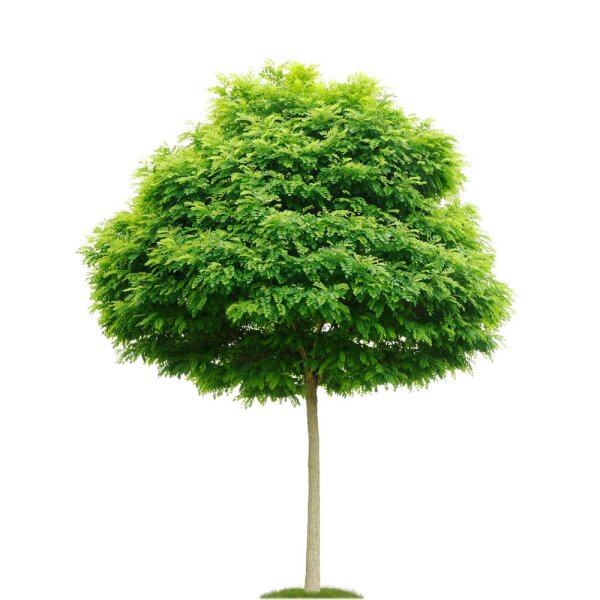 Kugel-Akazie Umbraculifera Solitär Hochstamm | 14-16cm Stammumfang