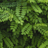 Kugel-Akazie Umbraculifera Solitär Hochstamm | 14-16cm Stammumfang