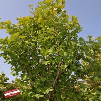 Fächerblattbaum | Ginkgo 100-125cm im Co