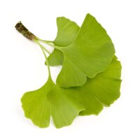Fächerblattbaum | Ginkgo Solitär 150-175cm