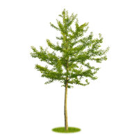 Fächerblattbaum | Ginkgo Hochstamm | Stammumfang 8-10cm