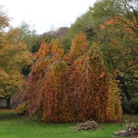 Schwarzrote Hänge-Buche 125-150cm