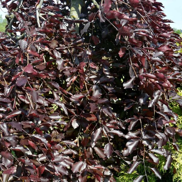 Schwarzrote Hänge-Buche Solitär 150-175cm