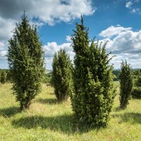 Echter Wacholder 80-100cm