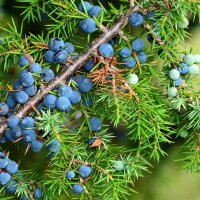 Echter Wacholder 125-150cm