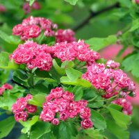 Rot-Dorn Pauls Scarlet Hochstamm | Stammumfang 8-10cm