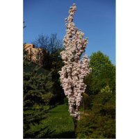 Säulenzierkirsche Amanogawa Hochstamm | Stammumfang...