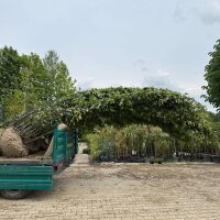 Säulenzierkirsche Amanogawa Solitär 300-350cm