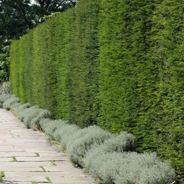 Heimische Eibe Solitär 250-300cm