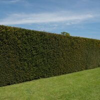 Heimische Eibe Solitär 300-350cm