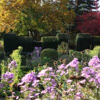 Heimische Eibe Solitär 350-400cm