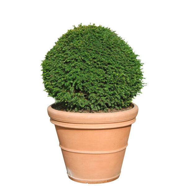 Heimische Eibe Kugel Ø 50-60cm