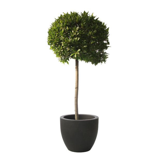 Portugiesischer Lorbeer Angustifolia Bäumchen | Kugel  50cm, Stamm 80cm