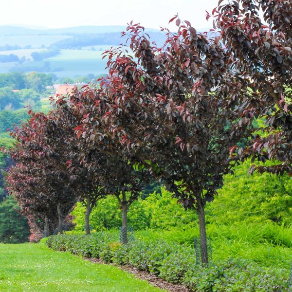 Japanische Nelkenkirsche Royal Burgundy Hochstamm | 6-8cm Stammumfang am Ballen