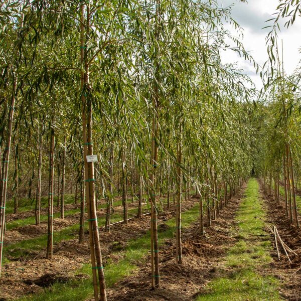 Trauerweide Tristis Hochstamm | Stammumfang  8-10cm