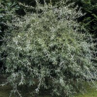 Weidenblättrige Birne Pendula Hochstamm | 8-10cm...