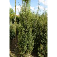 Irischer Säulen- Wacholder 100-125cm