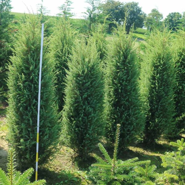 Irischer Säulen- Wacholder 125-150cm
