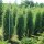 Irischer Säulen- Wacholder 125-150cm