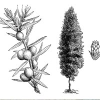 Irischer Säulen- Wacholder Solitär 150-175cm