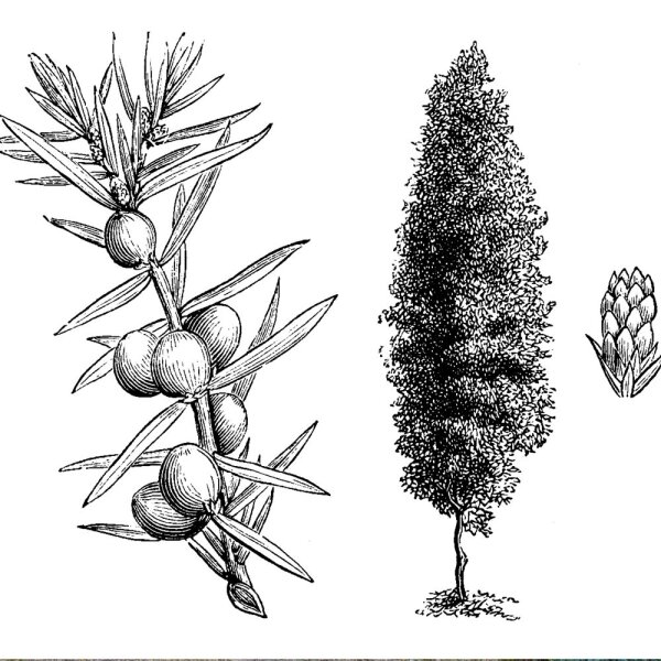 Irischer Säulen- Wacholder Solitär 175-200cm