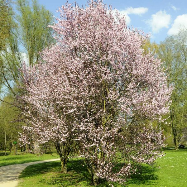 Blut-Pflaume 100-150cm