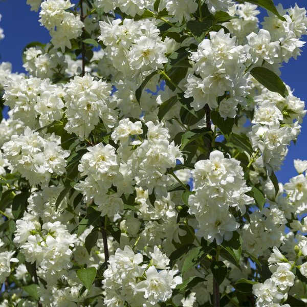 Gefüllter Gartenjasmin/ Falscher Jasmin 80-100cm