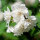 Gefüllter Gartenjasmin/ Falscher Jasmin 80-100cm