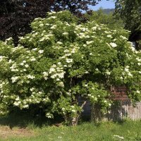 Holunder Haschberg 80-100cm