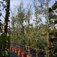 Eukalyptus Azura 175-200cm ( bis -20 °C winterhart )
