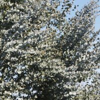 Eukalyptus Azura 250-300cm ( bis -20 °C winterhart )