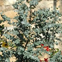 Eukalyptus Azura Stämmchen ( bis -20 °C...