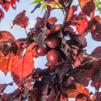 Blut-Pflaume Halbstamm | 8-10cm Stammumfang