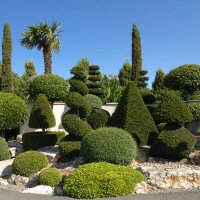 Heimische Eibe Kegel 80-100cm am Ballen