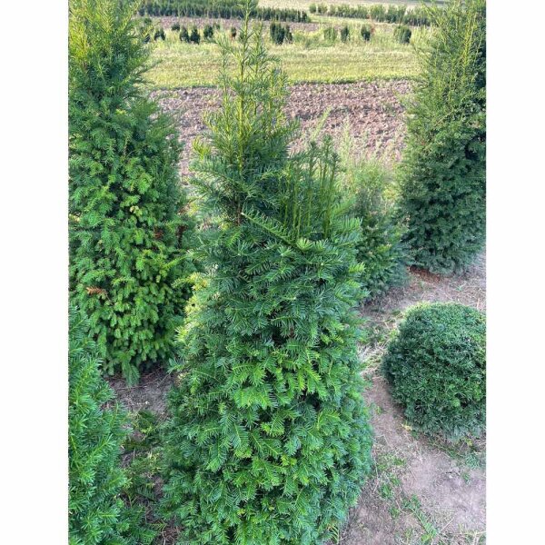 Heimische Eibe Kegel 100-125cm am Ballen