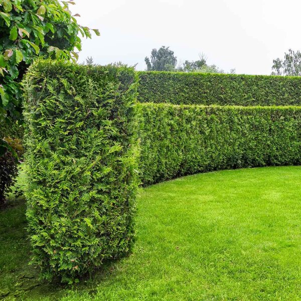 Thuja Brabant Solitär 350-400cm
