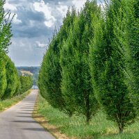 Säulen-Hainbuche Fastigiata 175-200cm