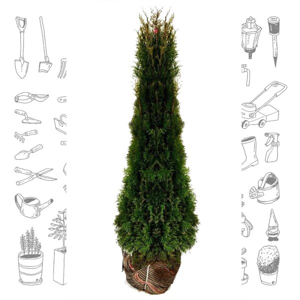 Thuja Smaragd 175-200cm am Ballen