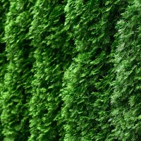 Thuja Smaragd 175-200cm am Ballen