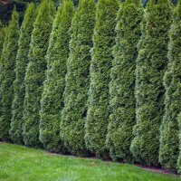 Thuja Smaragd 175-200cm am Ballen