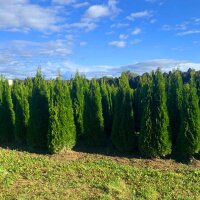 Thuja Smaragd 175-200cm am Ballen