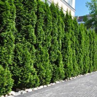 Thuja Smaragd 175-200cm am Ballen