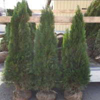 Thuja Smaragd 175-200cm am Ballen