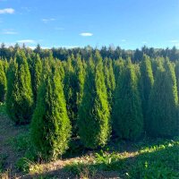 Thuja Smaragd 175-200cm am Ballen