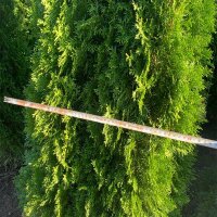Thuja Smaragd 175-200cm am Ballen