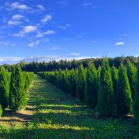 Thuja Smaragd 175-200cm am Ballen