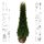Thuja Smaragd 175-200cm am Ballen